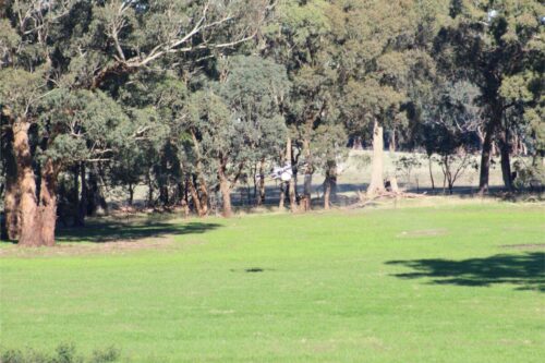 IMG 3102 (1)