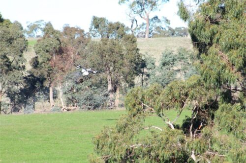 IMG 3106 (1)