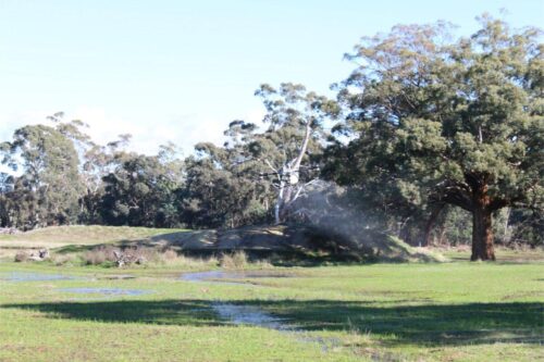 IMG 3155 (1)