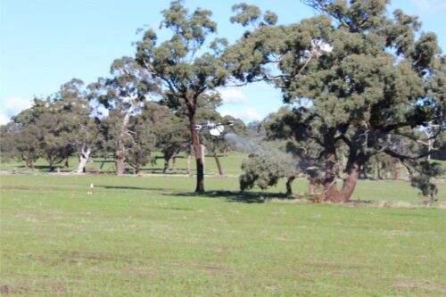 IMG 3176 (1)