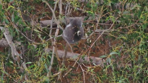 Koala 5 A