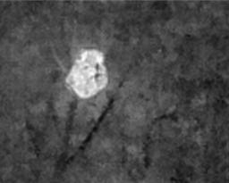Koala 5 B